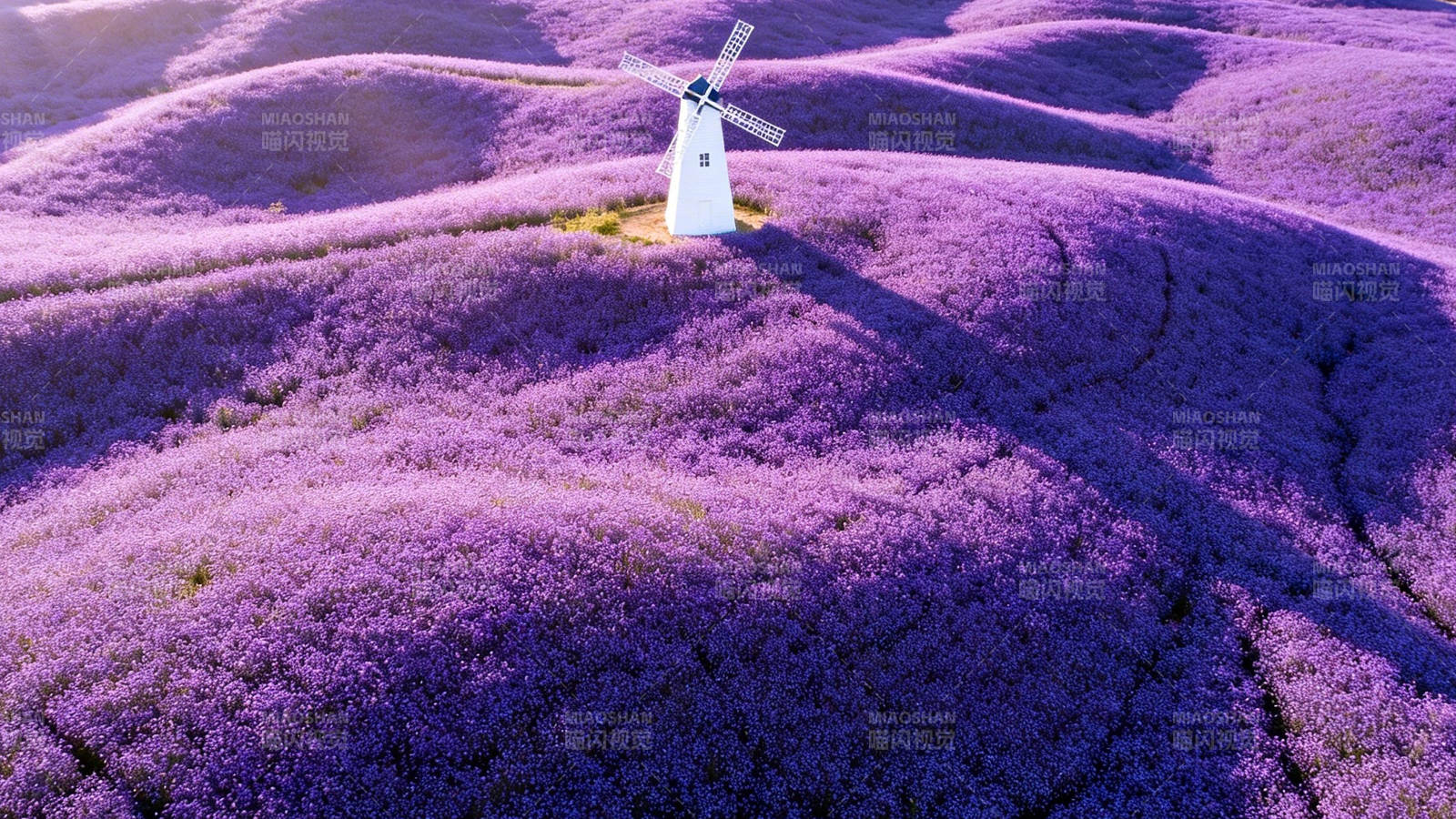 紫海风车梦图片