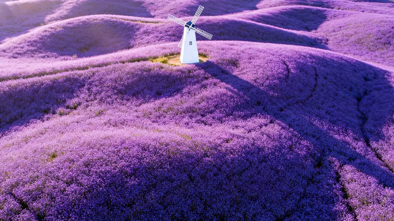 紫海风车梦图片