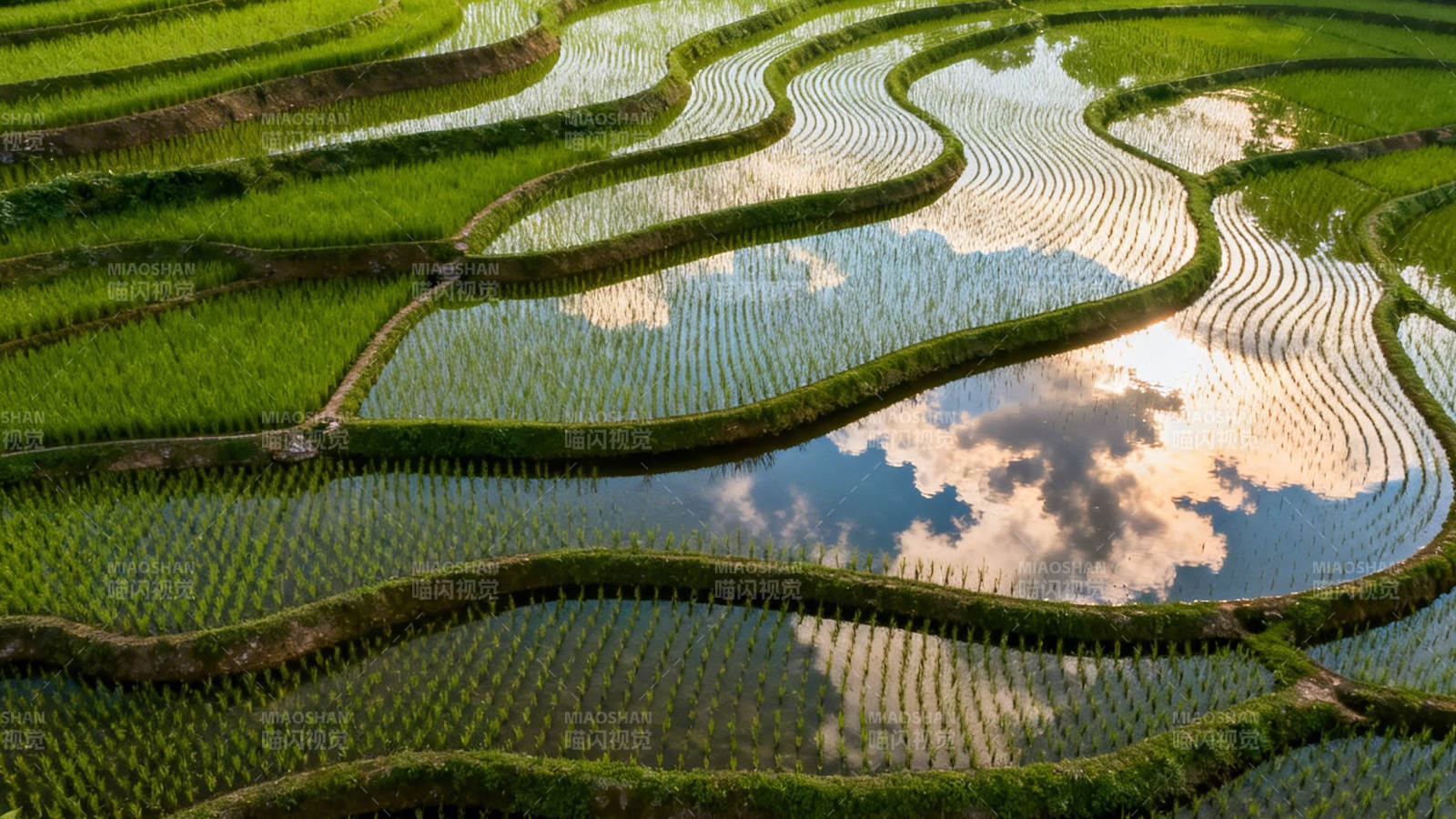 梯田映云 绿浪如画图片