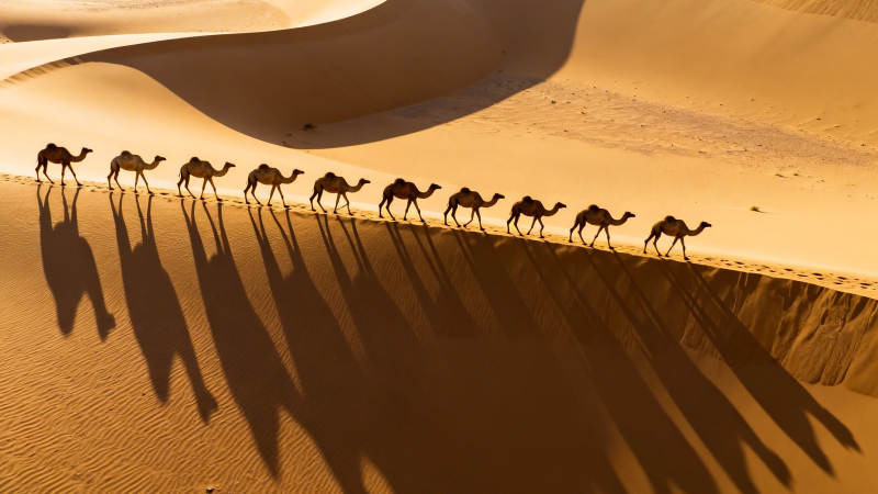 沙漠驼队 长影如诗图片