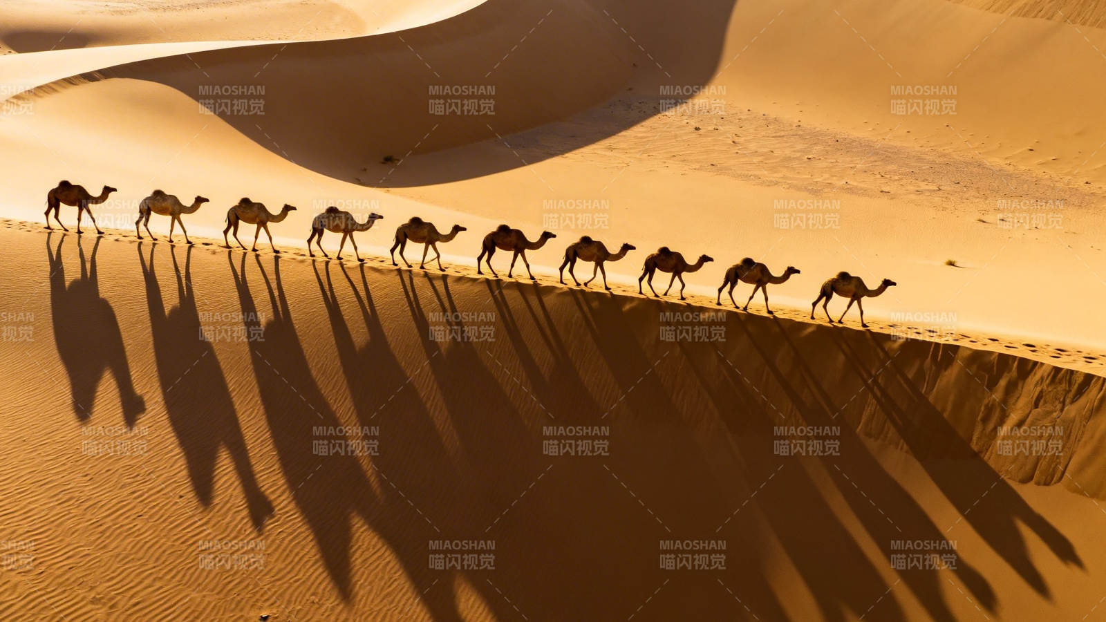 沙漠驼队 长影如诗图片