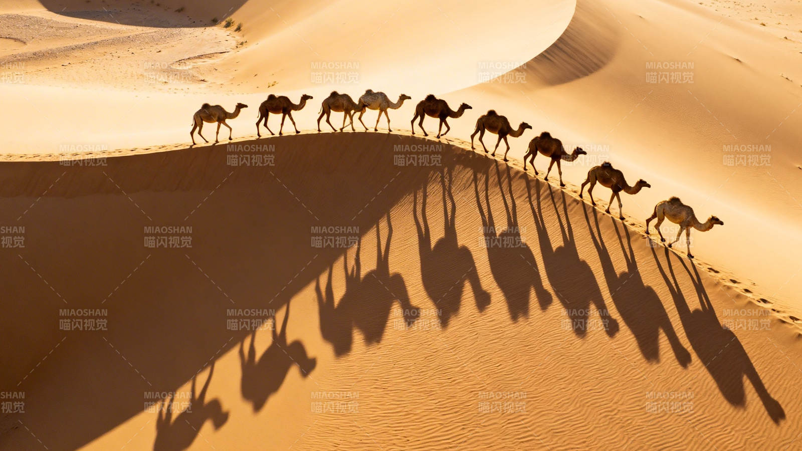 沙漠驼队 影随沙行图片