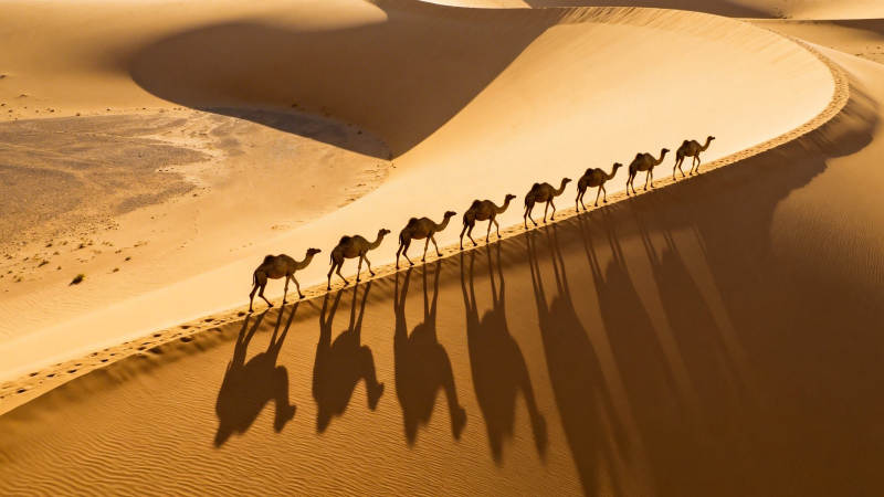 沙漠驼队 光影长歌图片