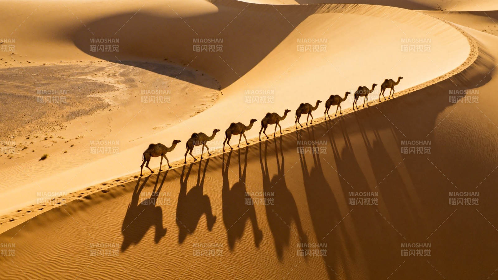 沙漠驼队 光影长歌图片