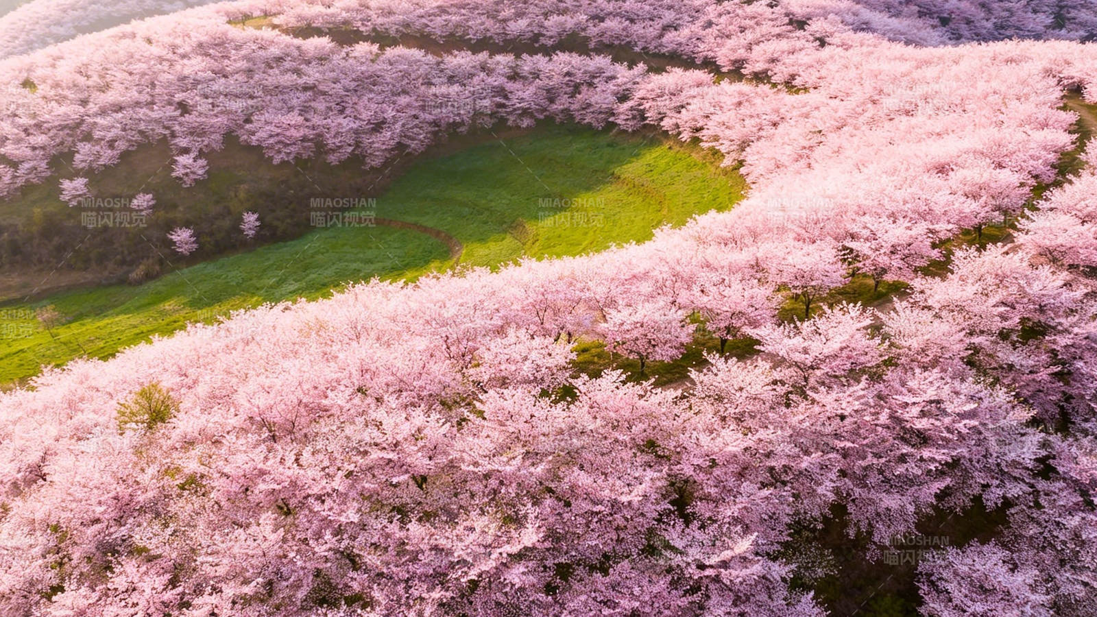 樱花漫山 粉海如画图片