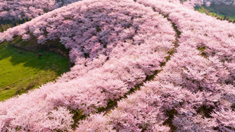 樱花漫山 粉海如潮图片