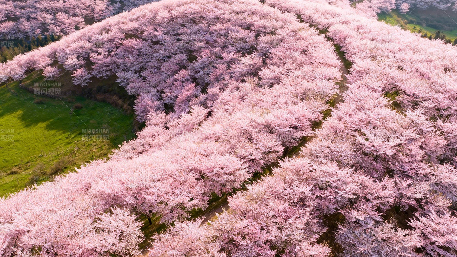 樱花漫山 粉海如潮图片