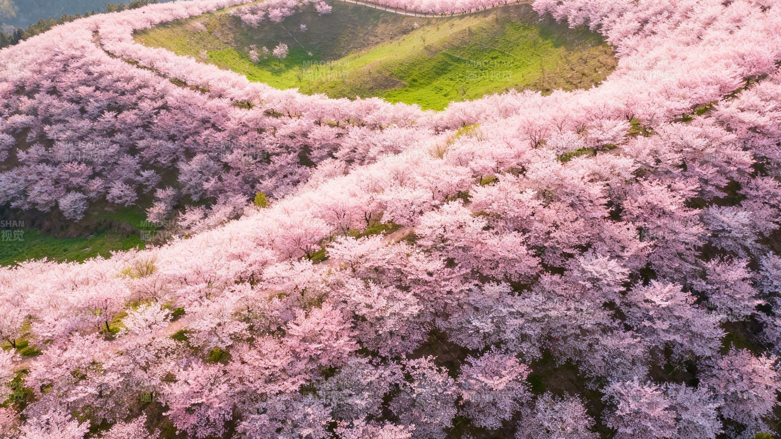 樱花漫山 粉海如云图片
