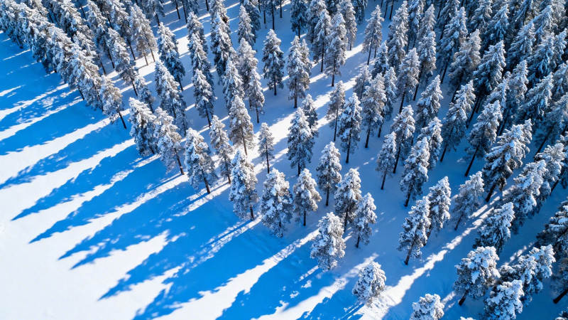 雪林航拍 蓝影覆松雪图片