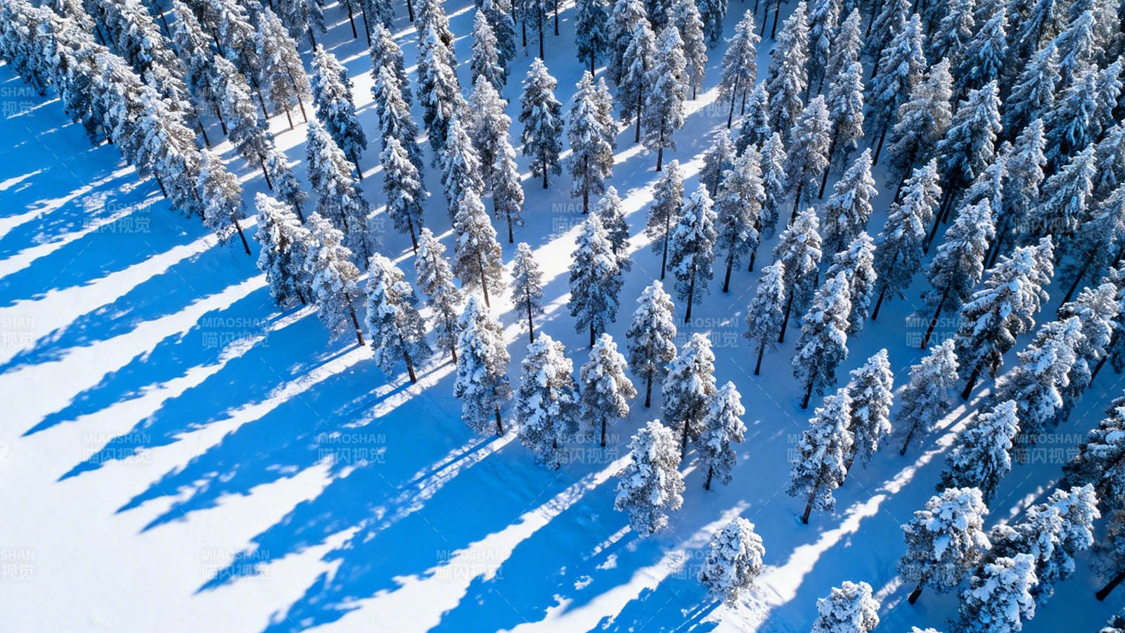 雪林航拍 蓝影覆松雪图片