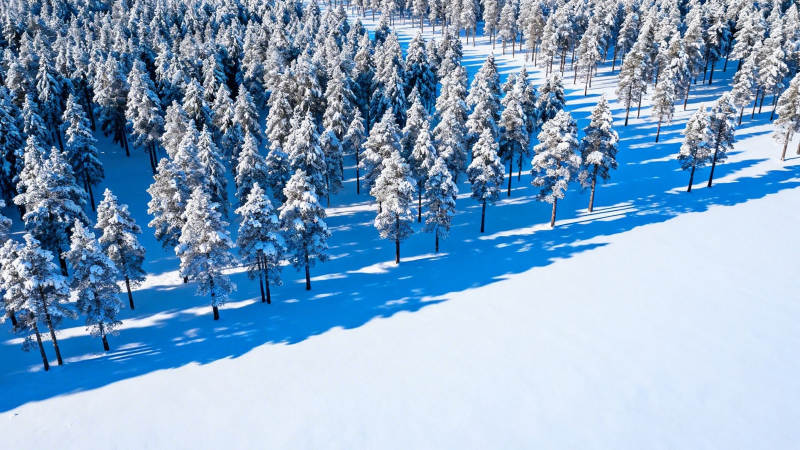 雪覆松林 蓝影如画图片