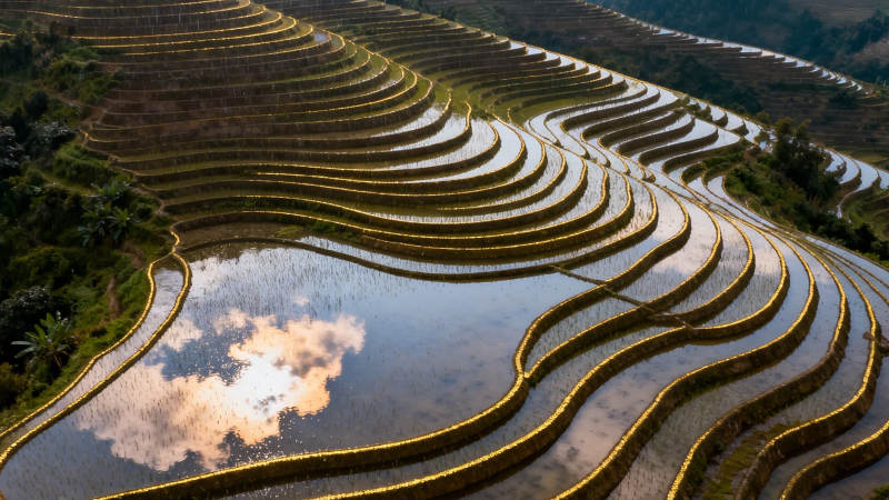 梯田映云 金浪叠山间图片