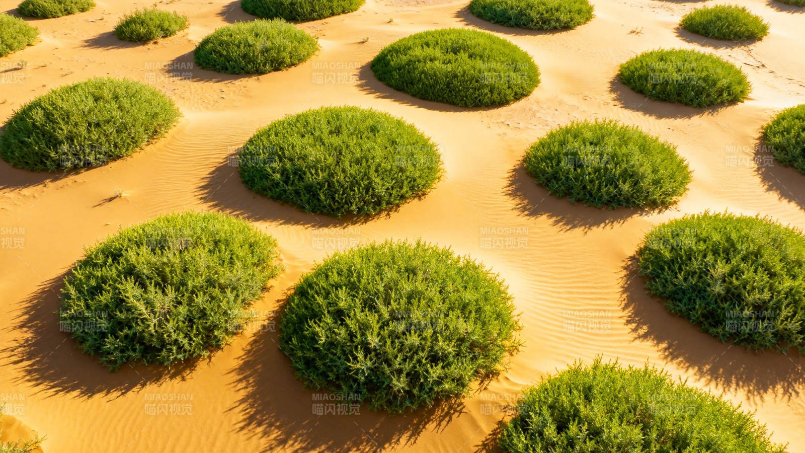 沙海绿岛 荒漠中的生命奇迹图片