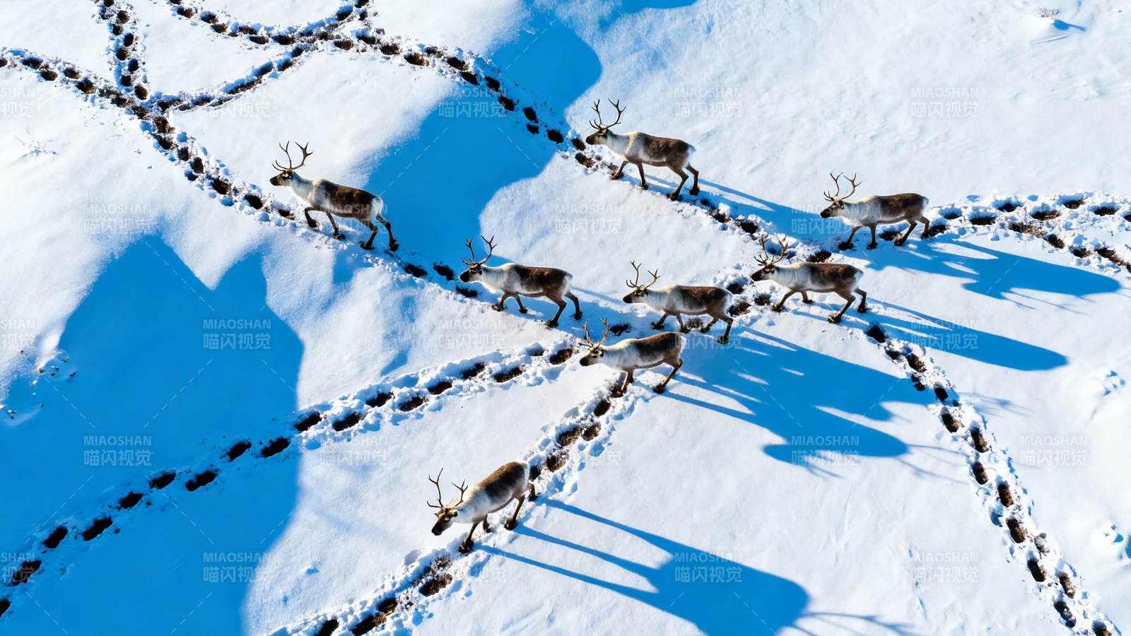 雪原驯鹿群迁徙足迹图片