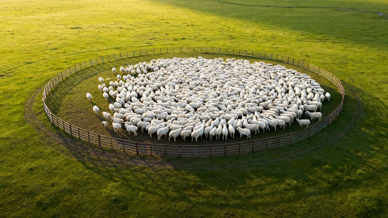 羊群围圈 绿野如茵图片