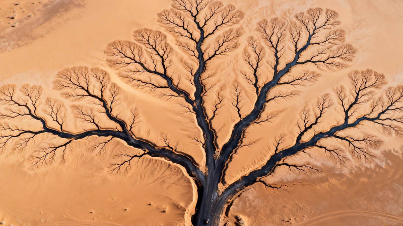 沙漠之树 大地脉络图图片