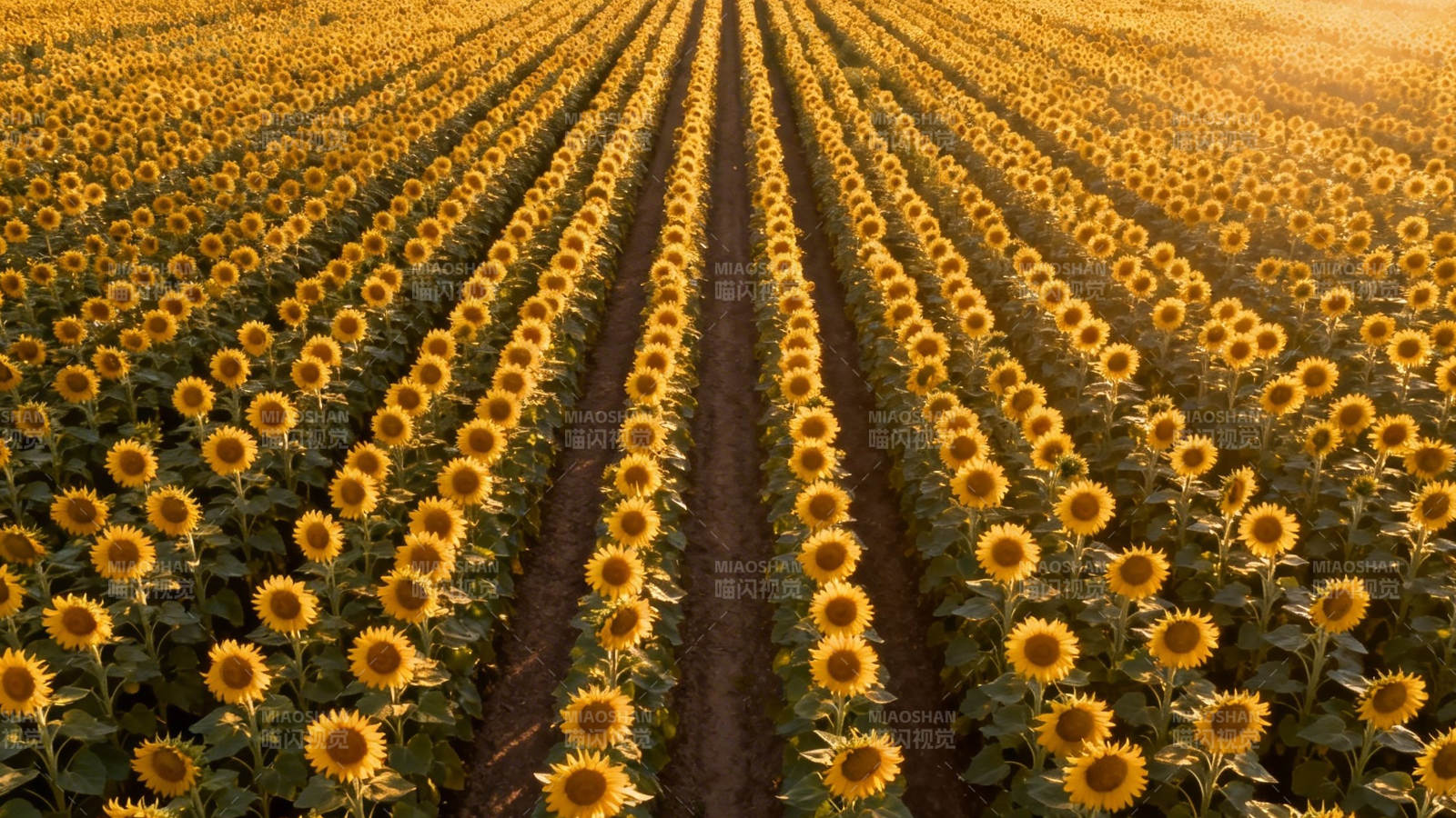金黄向日葵田 整齐如诗行图片