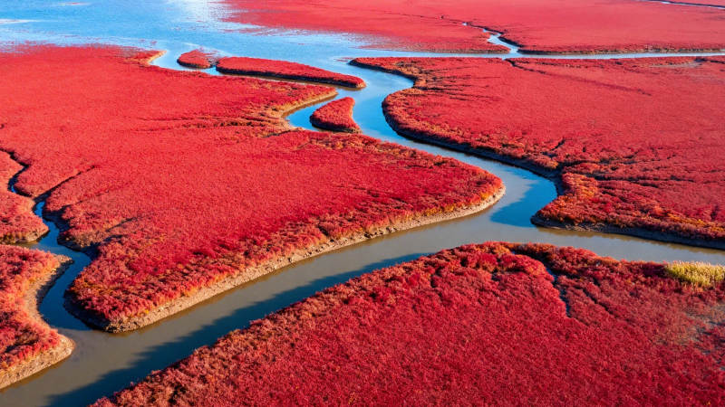 红滩如血 蜿蜒水脉穿其间图片