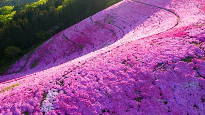 粉花海浪 山间绚烂如梦图片