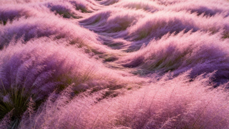 粉黛乱子草如云似雾图片