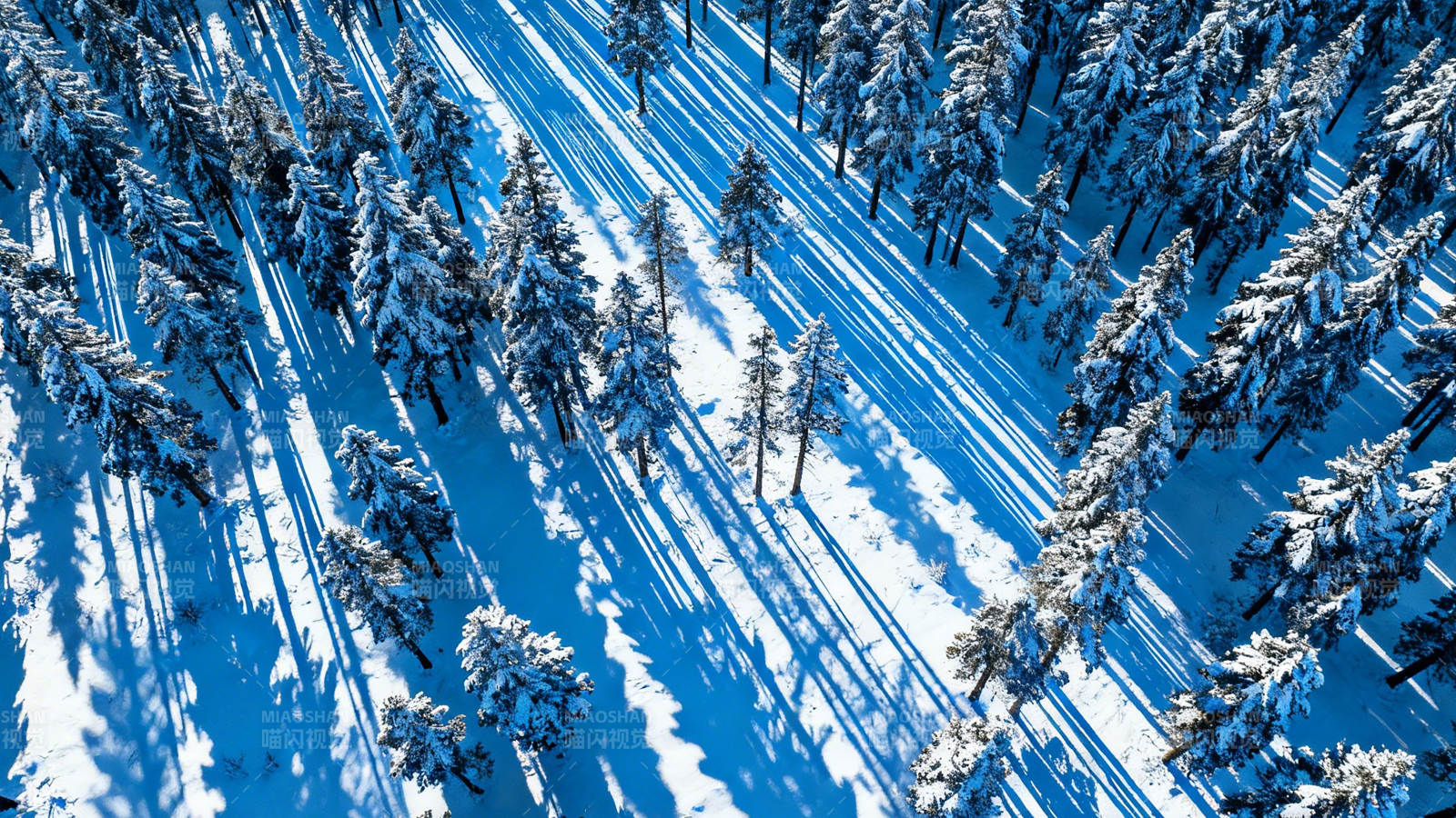 雪林光影交错美图片