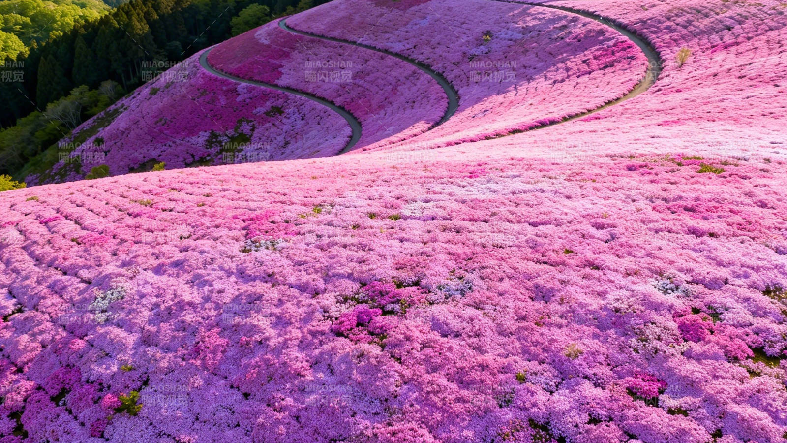 粉色花海梯田如锦缎铺展图片