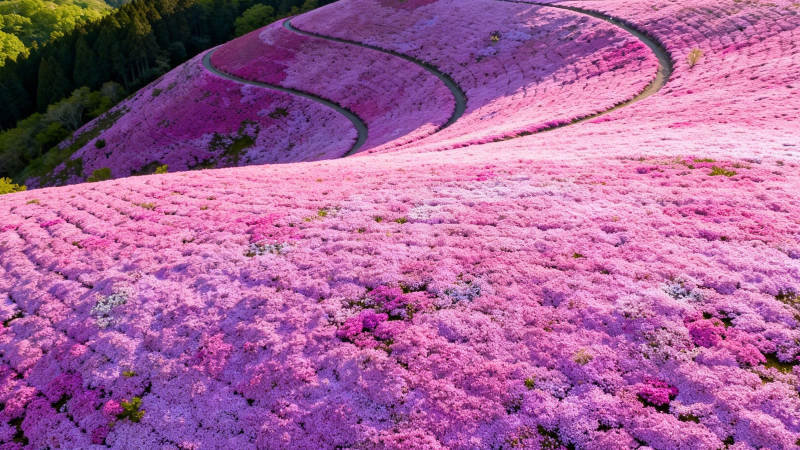 粉色花海梯田如锦缎铺展图片