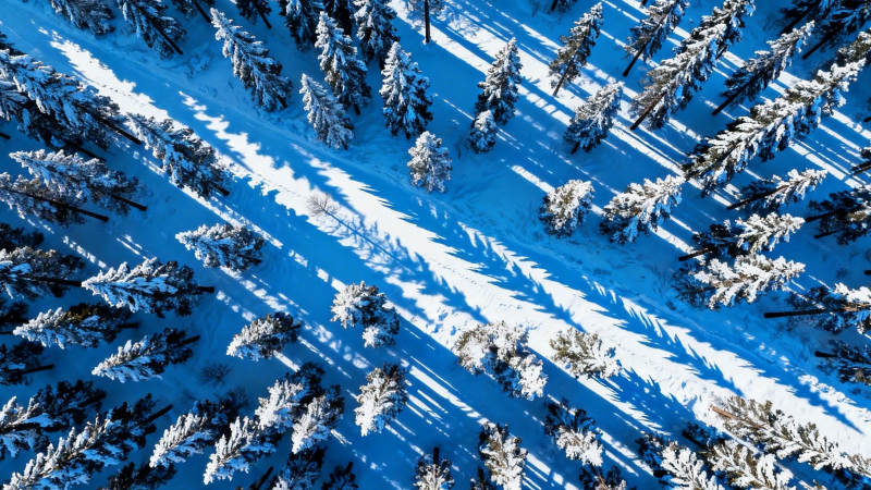 雪林航拍 蓝白交织的冬日画卷图片