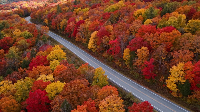 秋色斑斓 公路穿林间图片