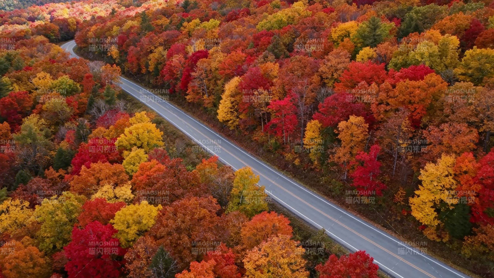 秋色斑斓 公路穿林间图片