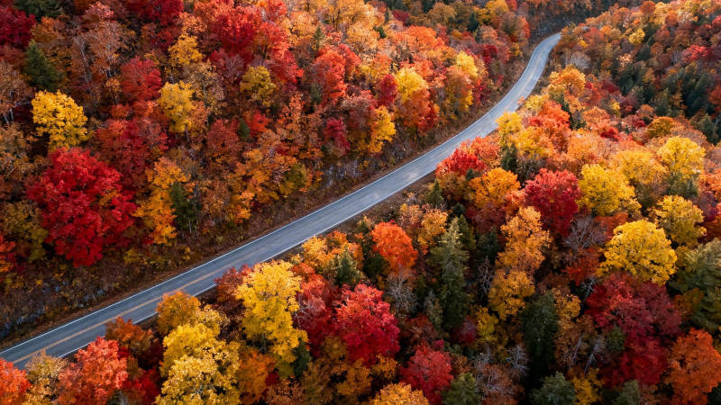 秋色蜿蜒路 林间彩带舞图片