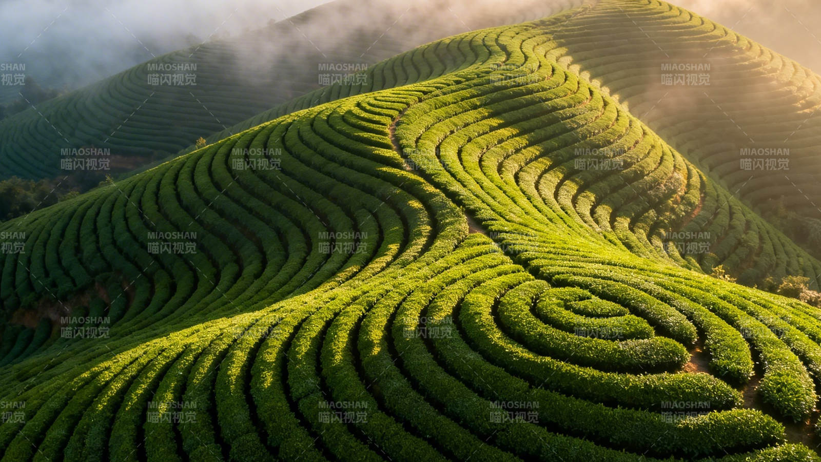 茶香梯田 晨雾绕山峦图片