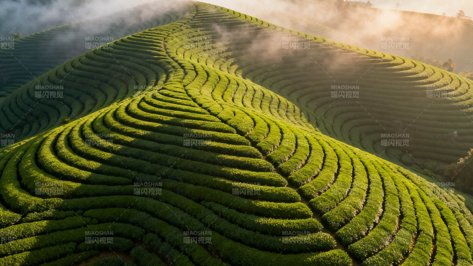 云雾茶山 层叠如浪图片