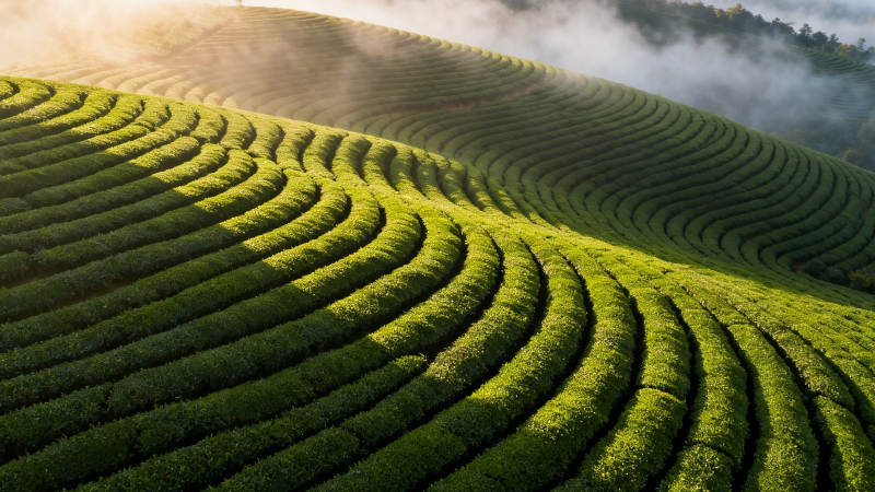 晨雾茶山 绿浪如诗图片