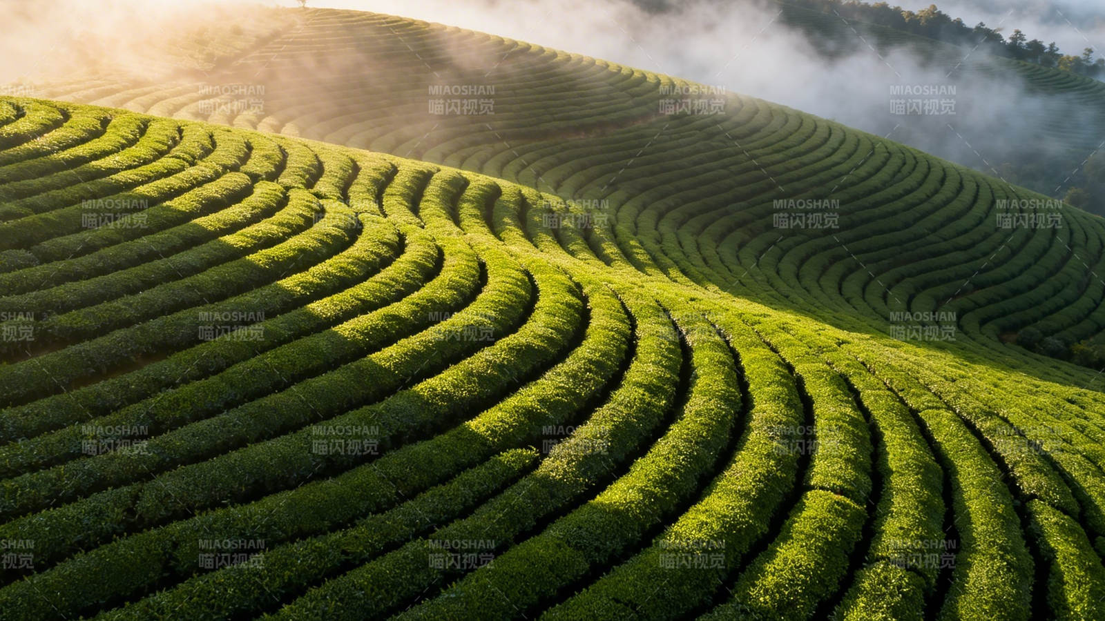晨雾茶山 绿浪如诗图片