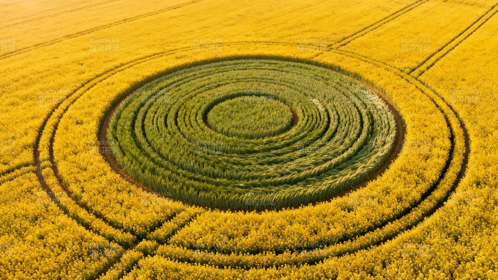 麦田怪圈 金色田野中的绿色螺旋图片