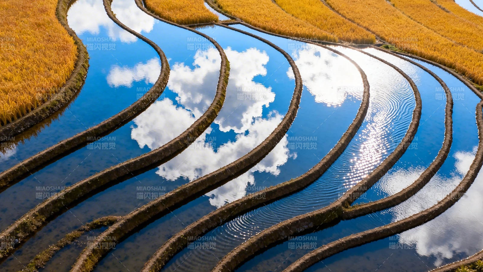梯田映云 金浪如诗图片