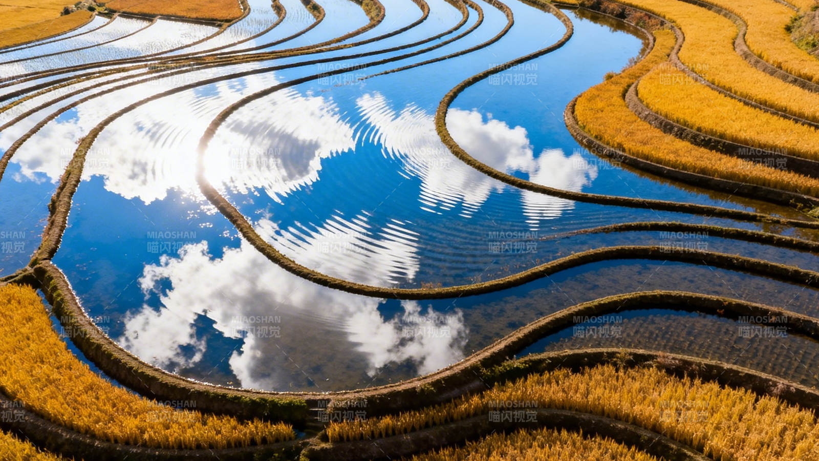 梯田映云 金稻如画图片