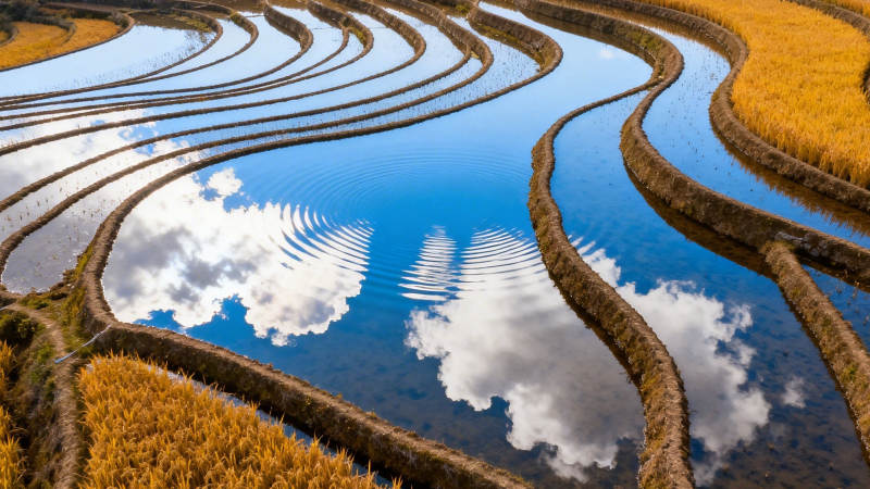 梯田映云 金稻如画图片