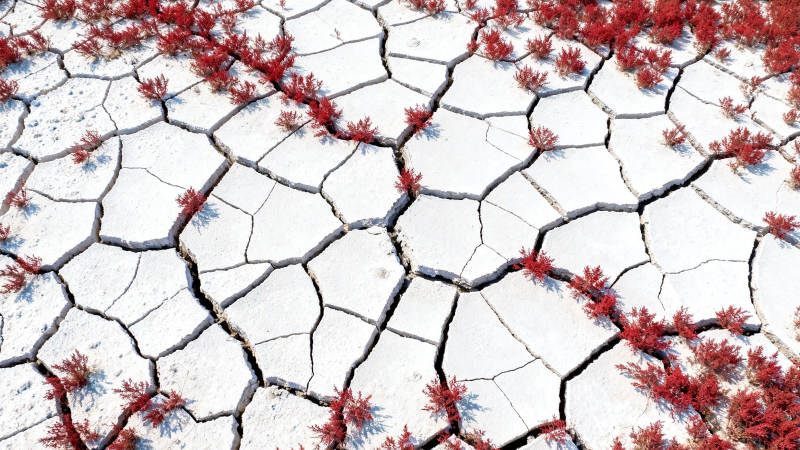 干裂大地 红草顽强生长图片