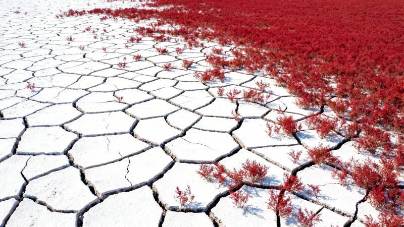 红草裂土 旱境奇观图片