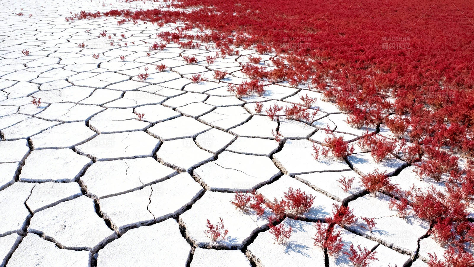 红草裂土 旱境奇观图片