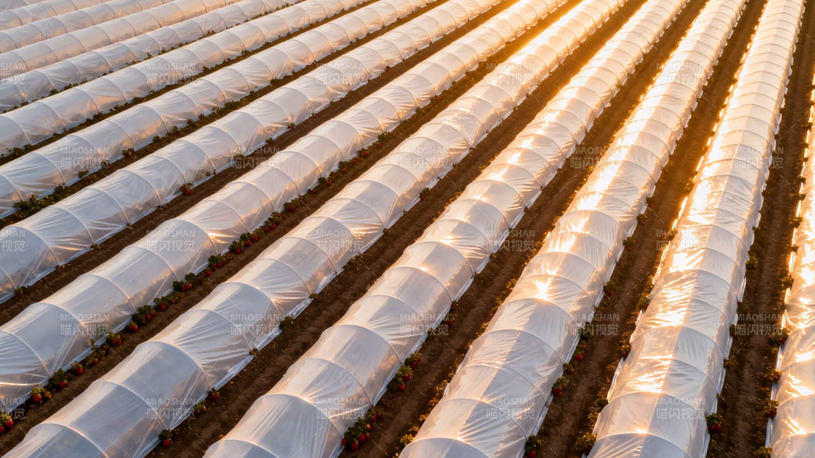 温室大棚整齐排列如波浪图片