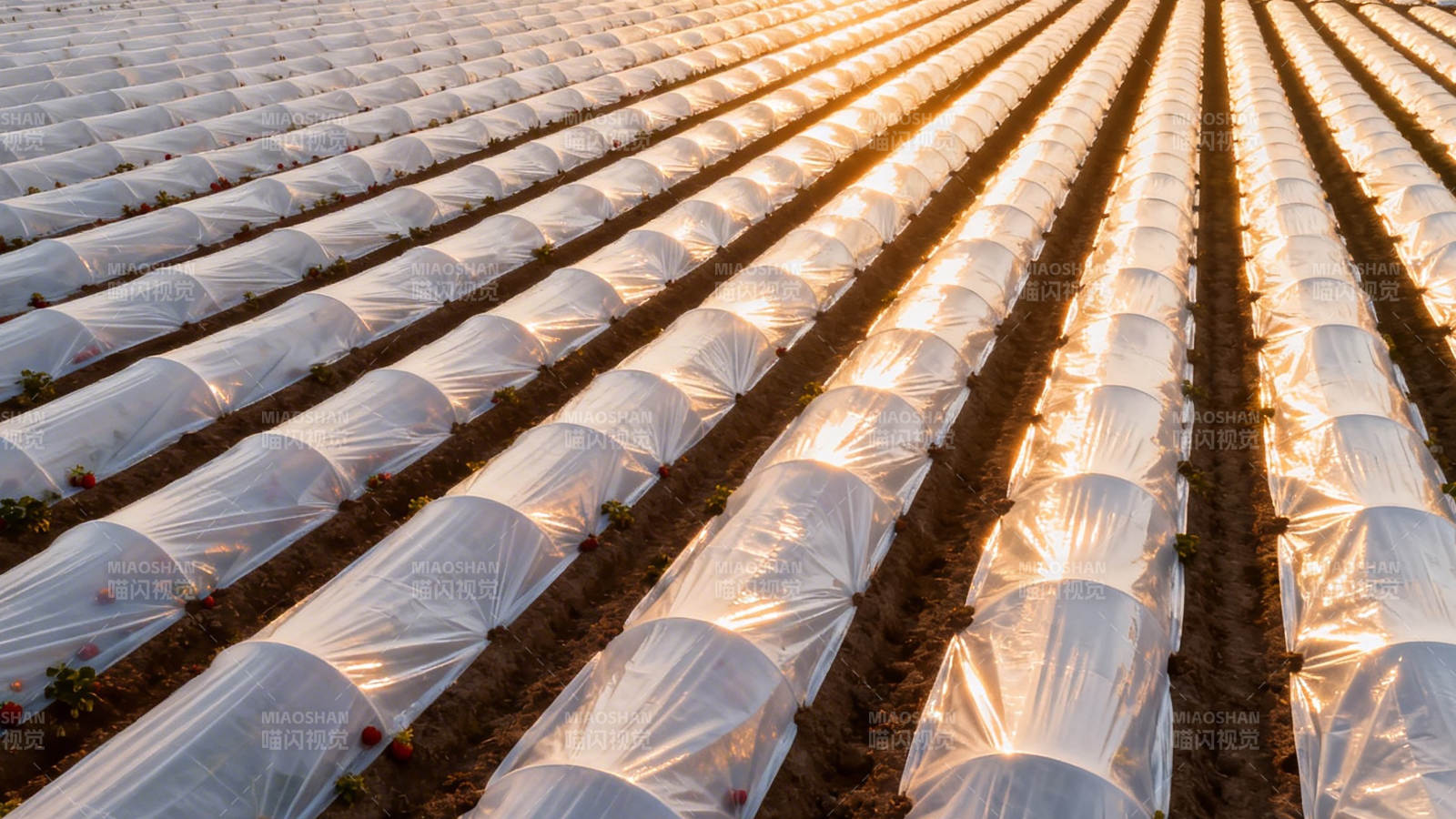 晨光下的塑料大棚农田图片