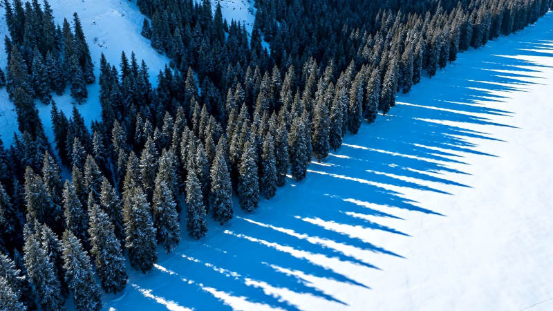 雪林斜影 冬日静美图片