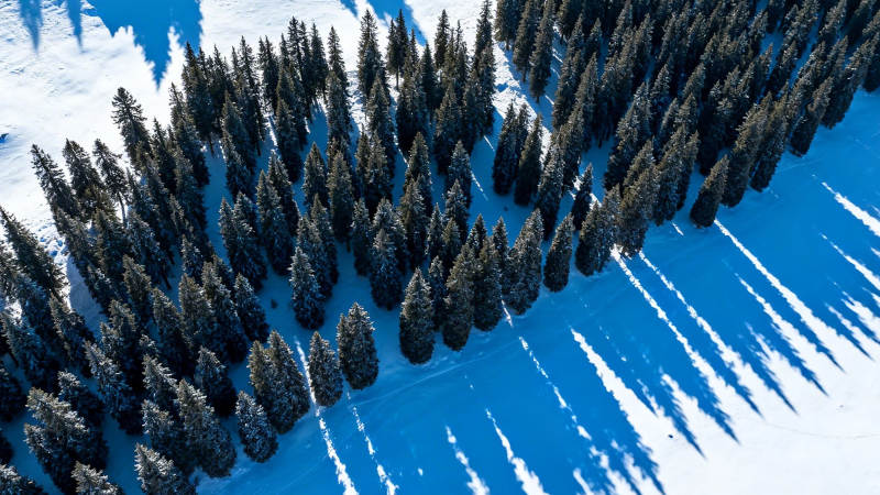 雪林航拍 蓝白交织的冬日诗篇图片