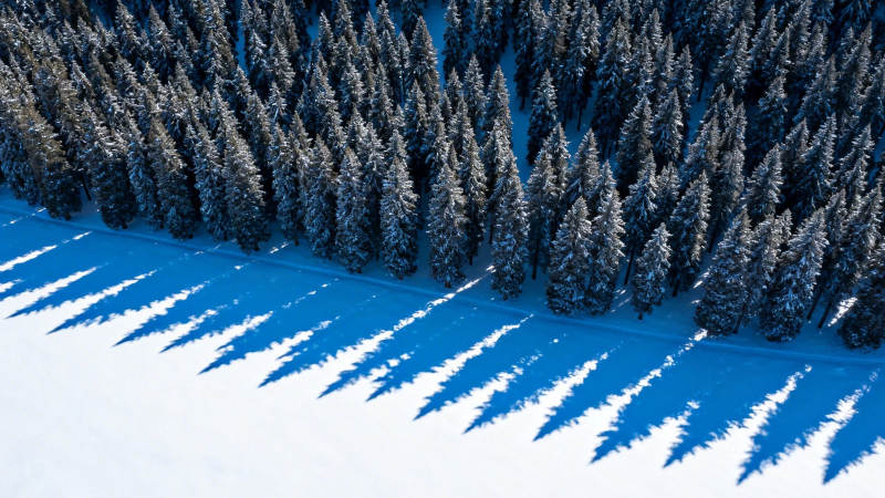 雪林长影 冬日静谧画卷图片