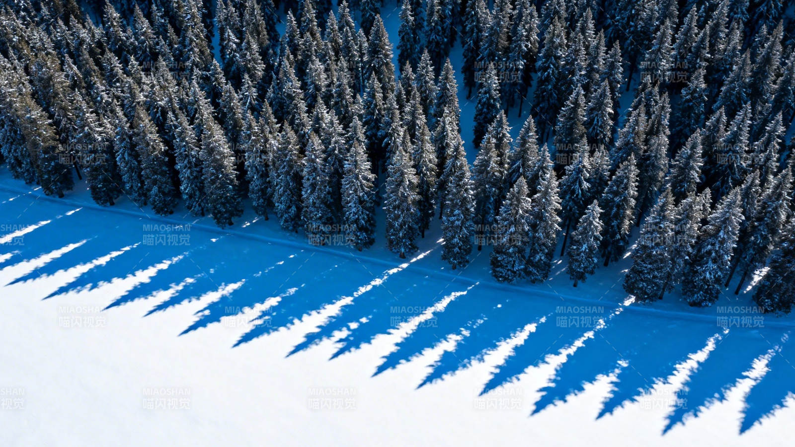 雪林长影 冬日静谧画卷图片