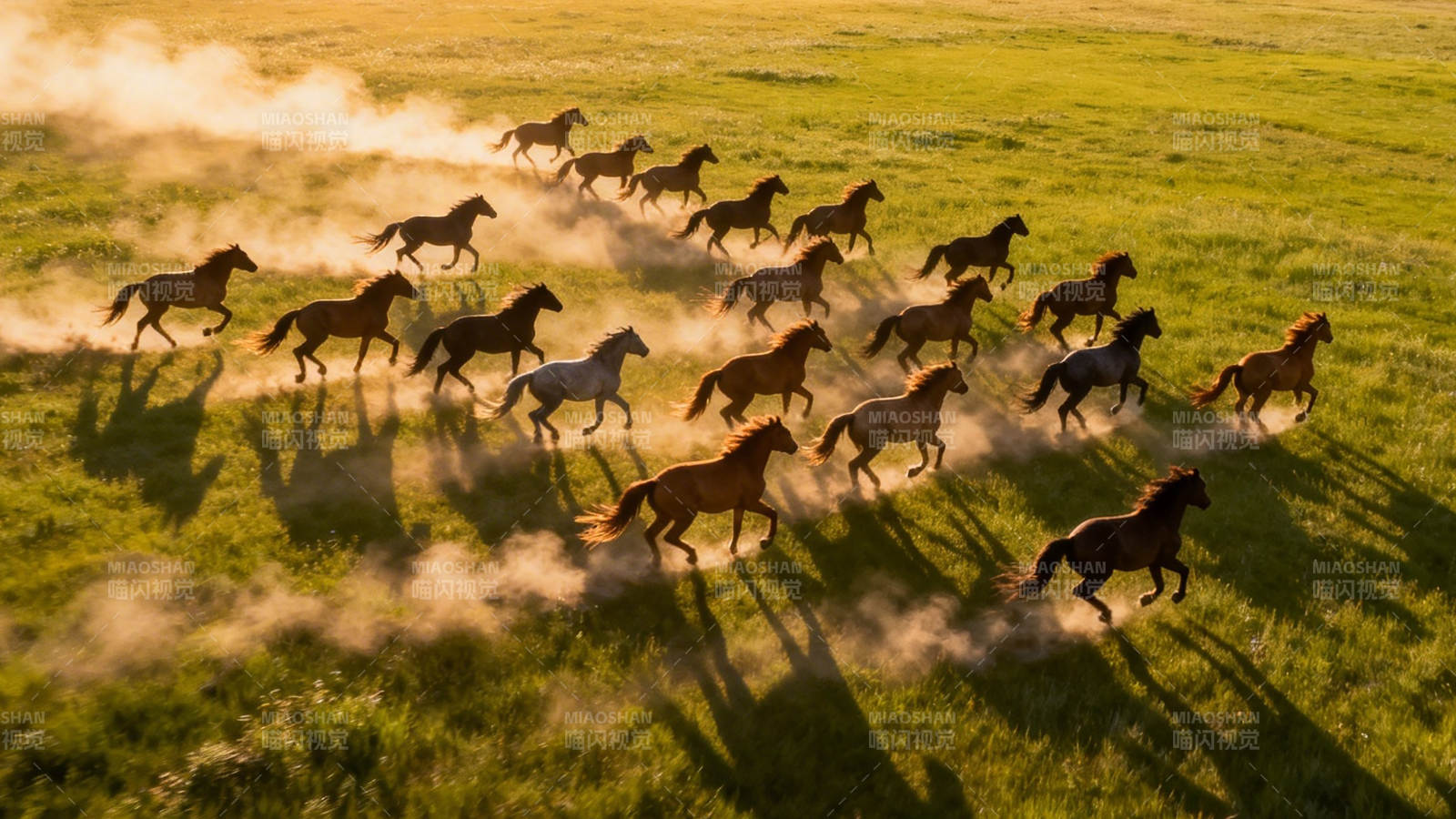 草原奔马 尘土飞扬图片