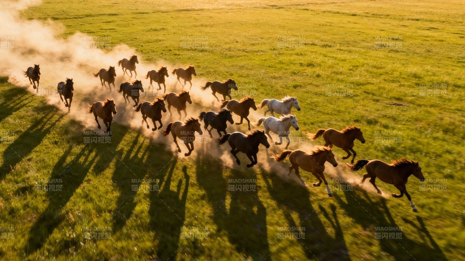 草原奔马 尘土飞扬图片